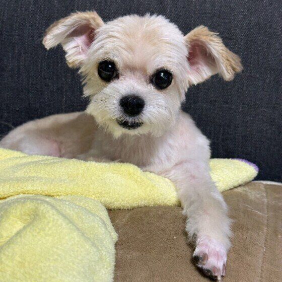 毛をカットしたての小型Mix犬