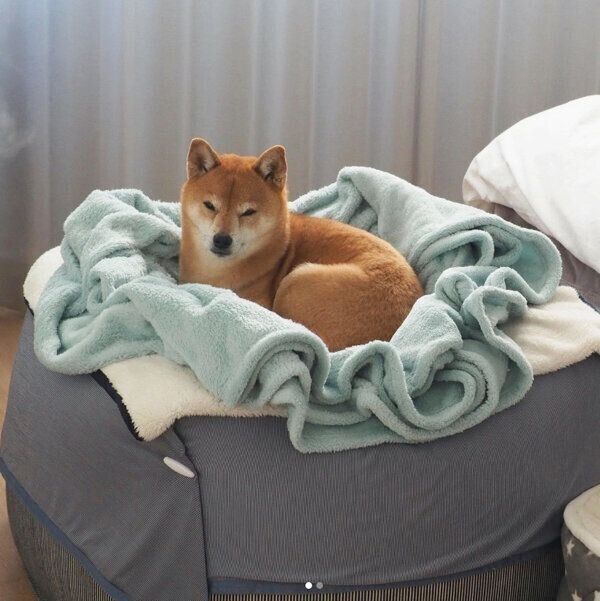 まったりするカンナくん