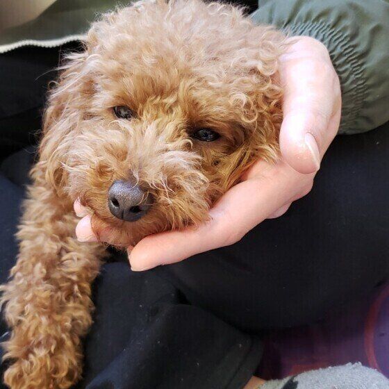 トイ・プードルのはなちゃんとだっこ