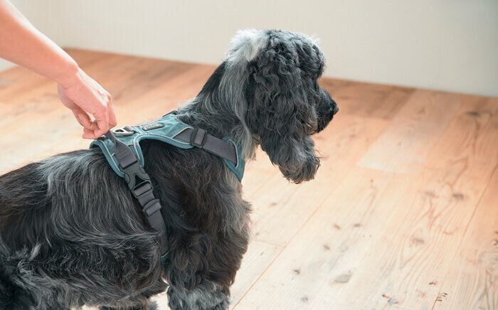 ハーネスをつける犬