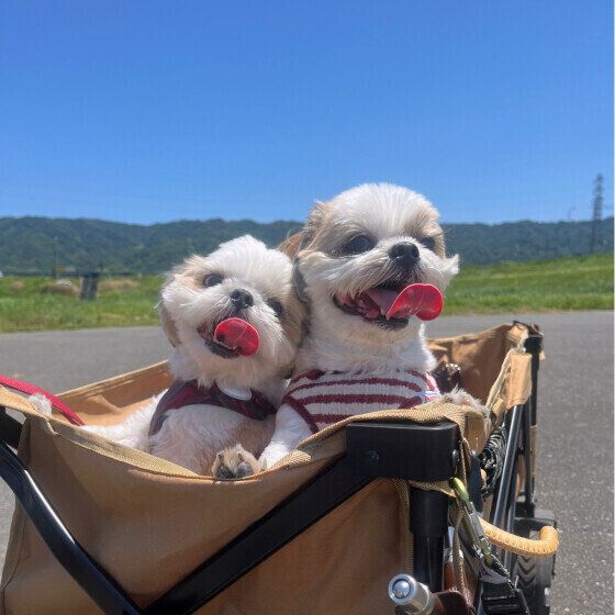 カートでお散歩、いつも仲良し♪