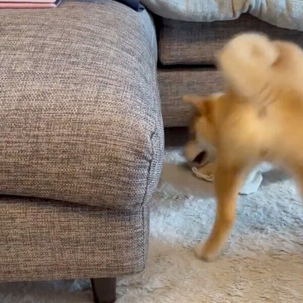 ソファの下に潜りたい唯ちゃん