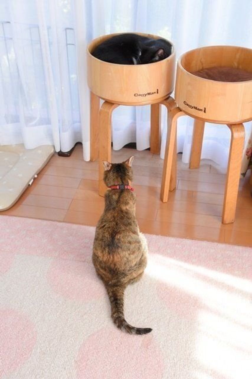 窓辺でほっこり 幸せなひと時を過ごす 柴犬かぼすちゃん いぬのきもちweb Magazine 窓辺でほっこり 幸せなひと時を過ごす 柴犬かぼすちゃん いぬのきもちweb Magazine