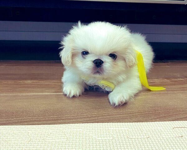 見つめるアラレちゃん