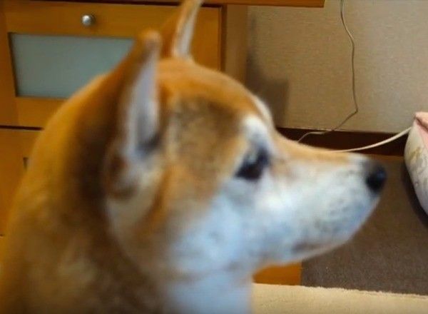 ワンコとニャンコ