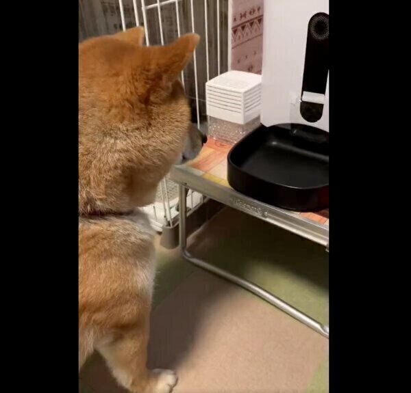 ごはんが出てくるのを待つかぼすくん