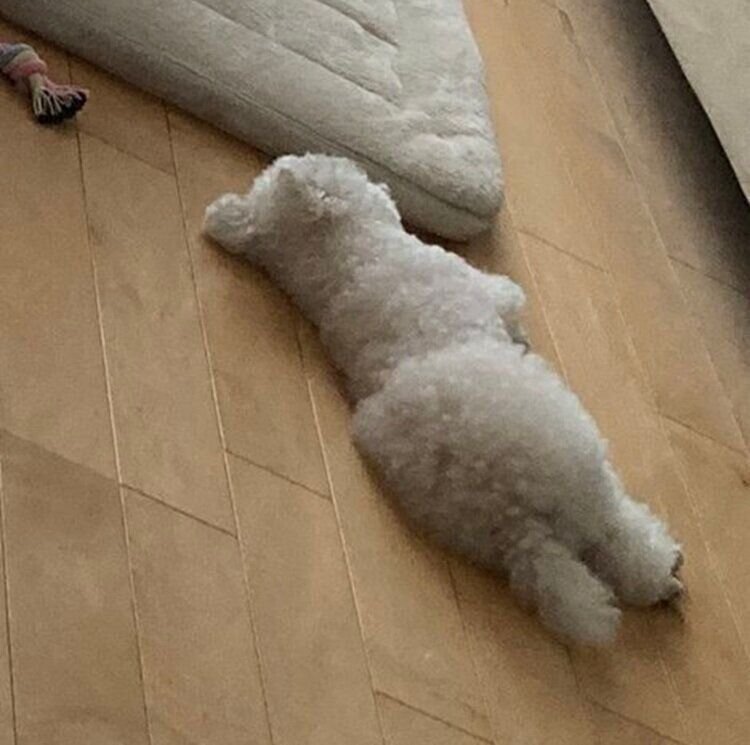 床に寝転がるくるるくん