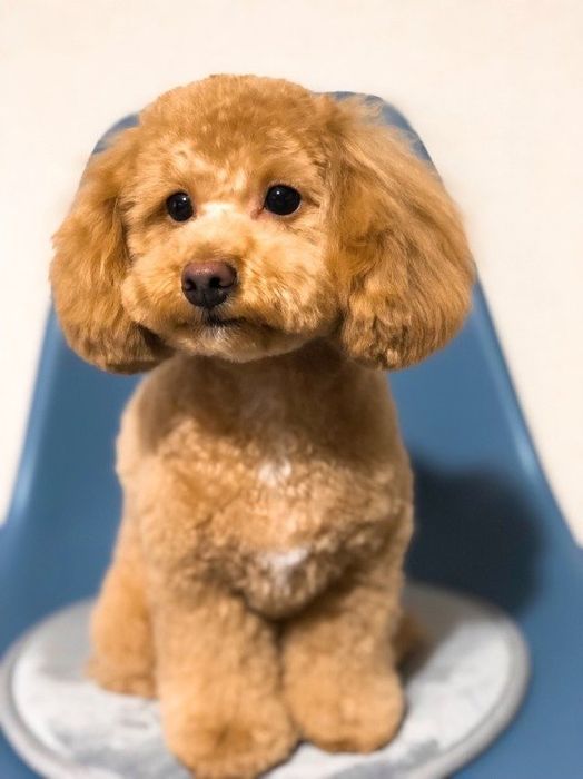 可愛すぎるトイプー