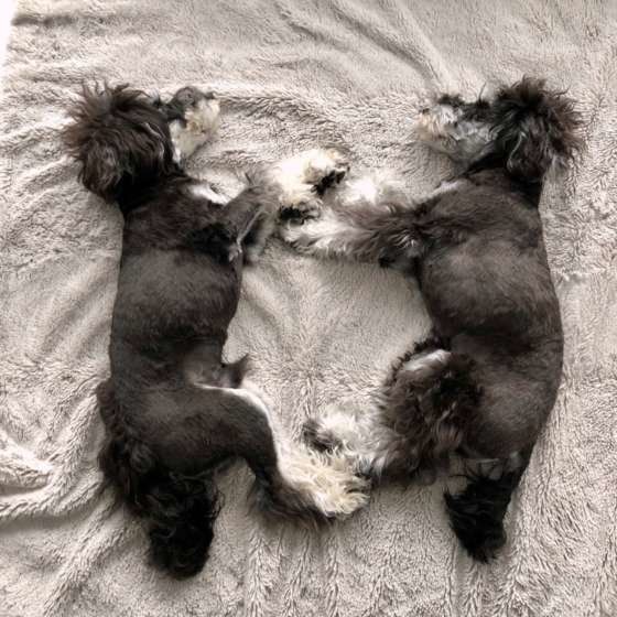 ミニチュア・シュナウザーのオクトくんたち