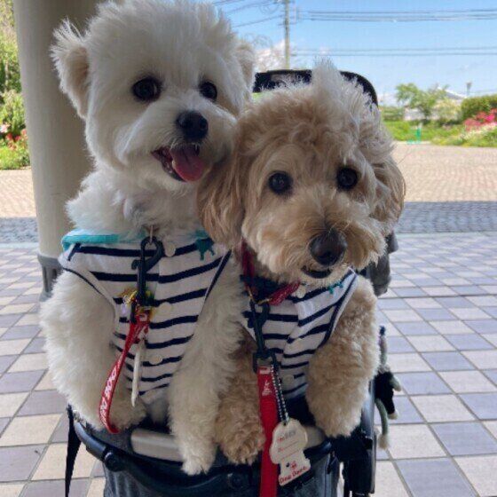 21年最新 おすすめ犬用カート カートのメリットや使った飼い主の体験談も いぬのきもちweb Magazine
