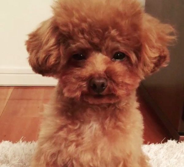 睡魔に耐える犬