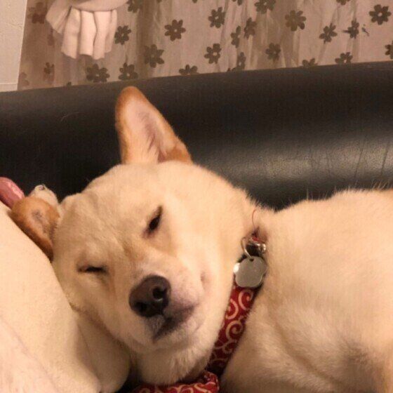 眠る犬