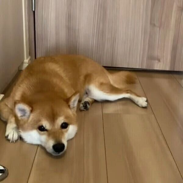 部屋の隅でふてくされるにこちゃん