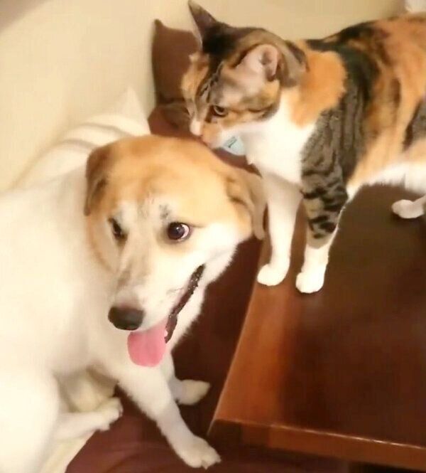 チコちゃんにグルーミングしてもらうコロちゃん