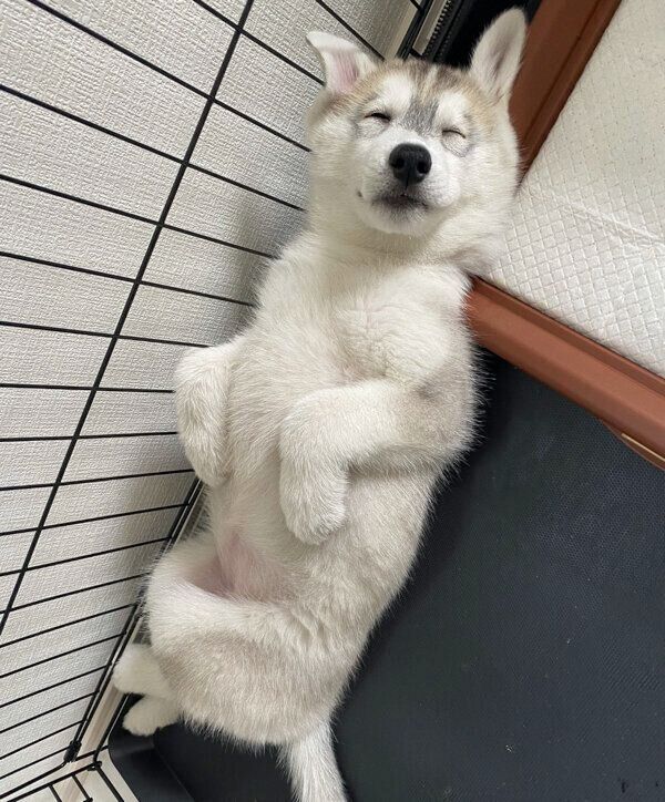 ヘソ天するリアンちゃん