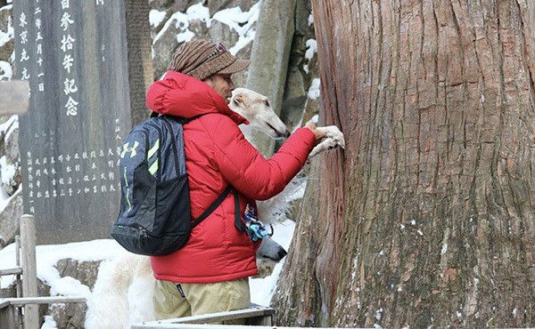 ご神木を触るボルゾイ