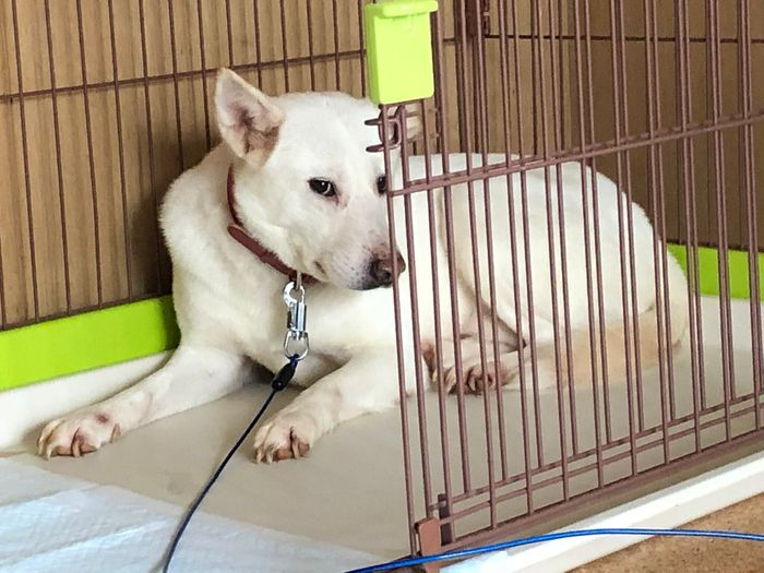 お迎え当初の犬(推定5才未満)