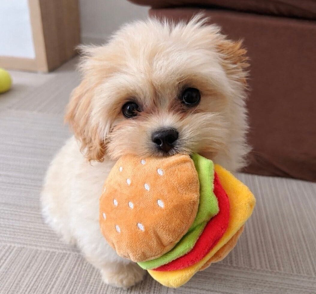 おもちゃをくわえるぽてちゃん