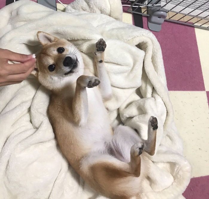 布団の上でおねだりするモモちゃん