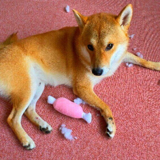 おもちゃを壊した柴犬