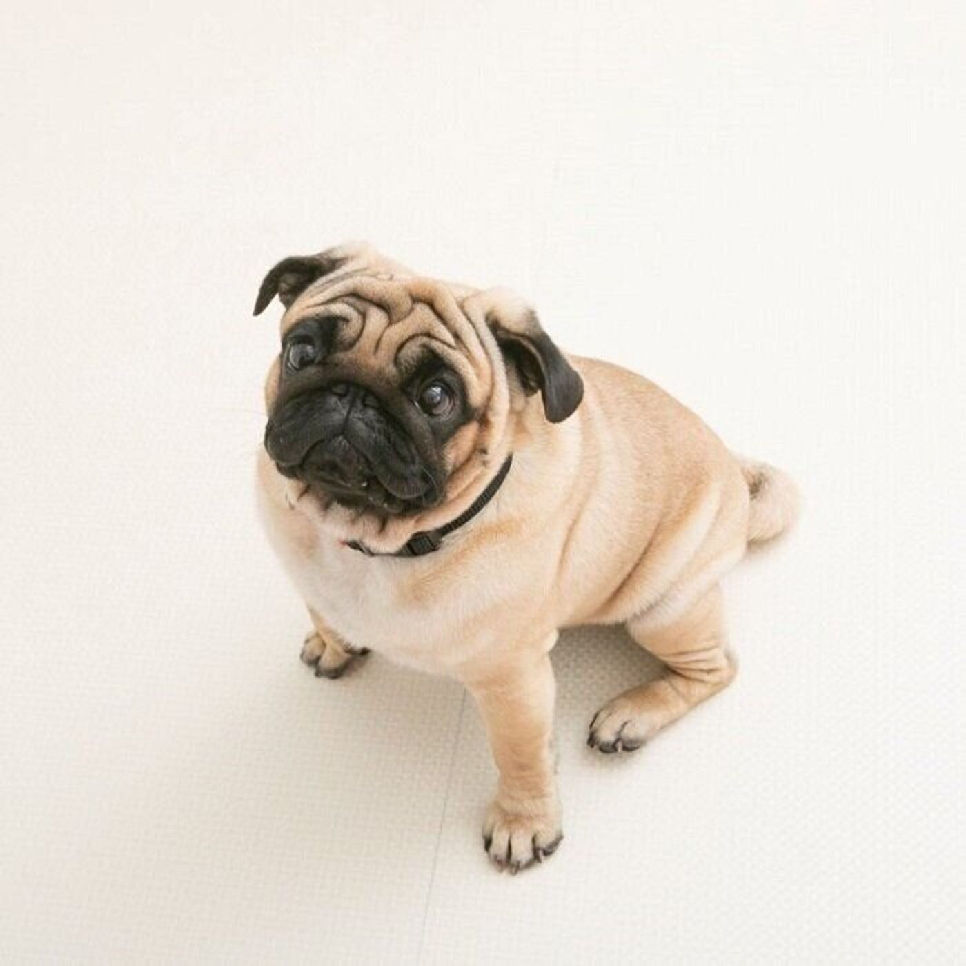 あの犬種はかかりやすい 知っておきたい 犬の角膜炎 のこと いぬのきもちweb Magazine あの犬種はかかりやすい 知っておきたい 犬の角膜炎 のこと いぬのきもちweb Magazine