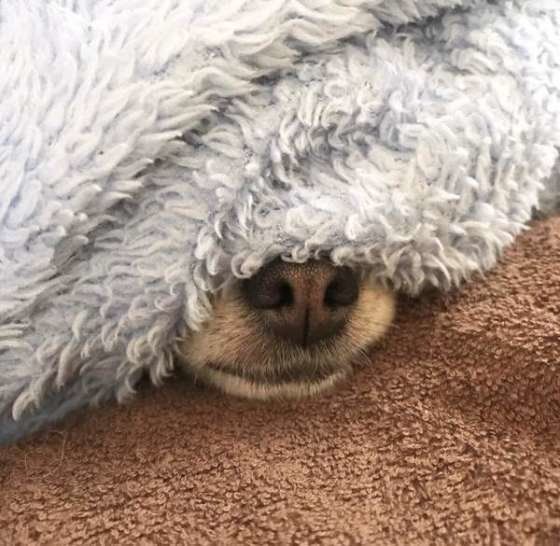 ナッツちゃん  チワワ