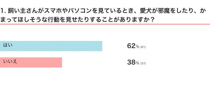 飼い主さんがスマホやパソコンを見ているとき、愛犬が邪魔をしたり、かまってほしそうな行動を見せたりすることがある？