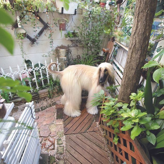 散歩前に排泄をすませる（写真／飼い主さん提供）