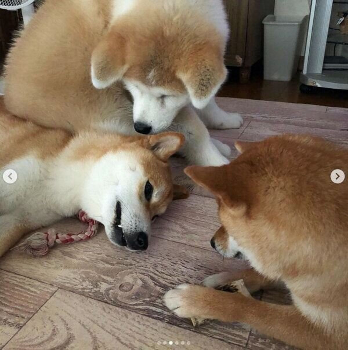 自分を 柴犬の子犬 だと思ってる 兄柴の上に座る秋田犬の子犬 悪気がない姿 に爆笑 いぬのきもちweb Magazine 自分を 柴犬の子犬 だと思ってる 兄柴の上に座る秋田犬の子犬 悪気がない姿 に爆笑 いぬのきもちweb Magazine