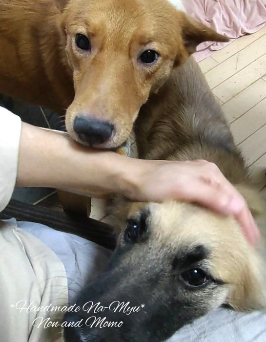 飼い主に甘える2頭の犬