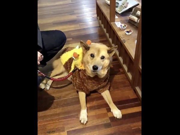 状況をよく把握できないルーさん