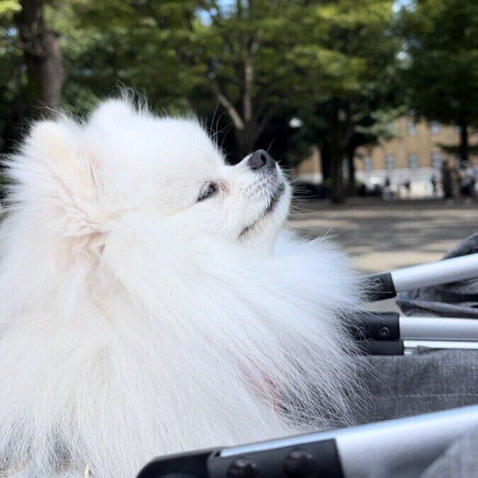お散歩中のおもちちゃん 外の空気を感じている様子がかわいい