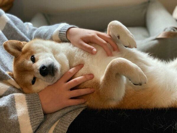 まったりするむぎちゃん