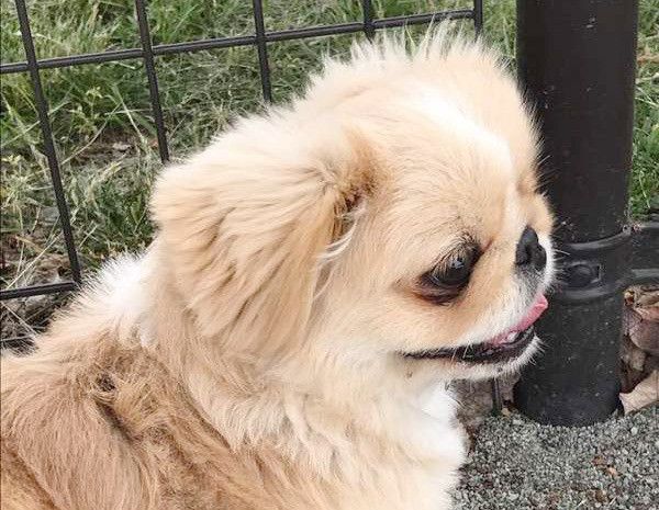 見つめるペキニーズ