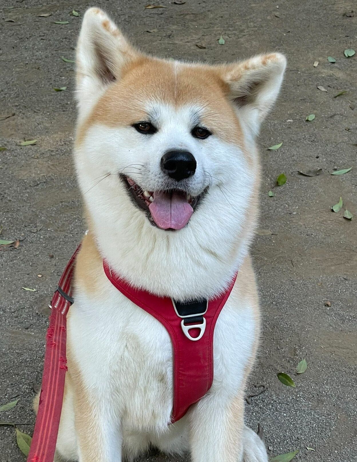 散歩を楽しむルナちゃん