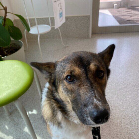 フィラリア予防で採血をする際、一緒に血液検査を行うと健康チェックもできる いぬのきもち