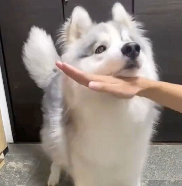 アゴ乗せをするアポロくん