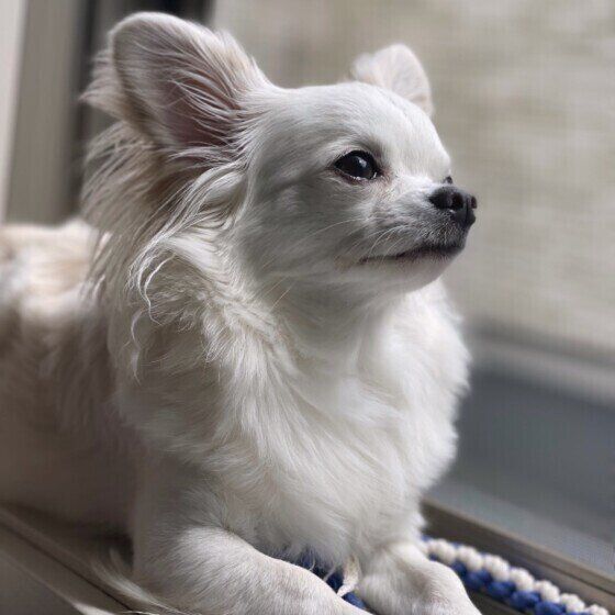 愛犬の長生きのために「愛犬と人生を楽しもう！」飼い主が気を付けたい3つのこと いぬのきもち