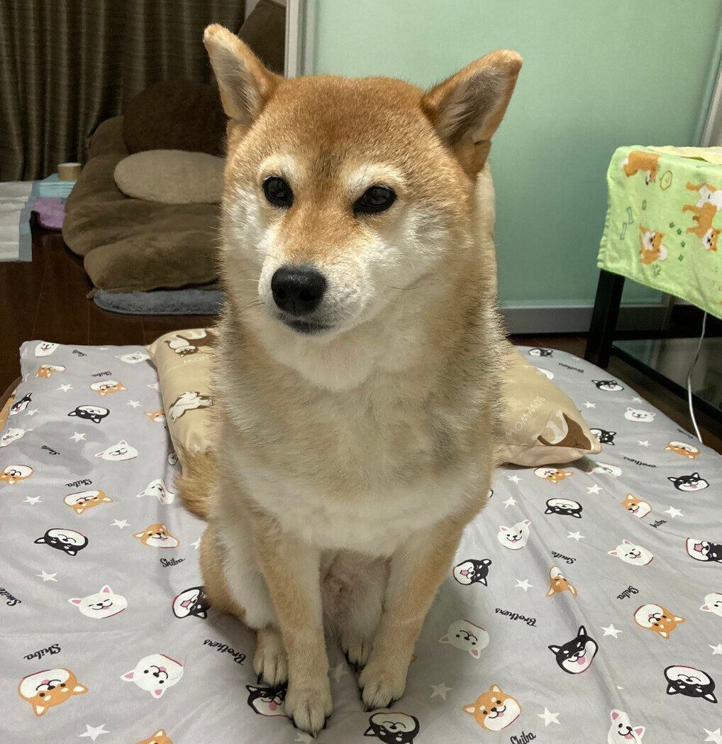 現在のもなかちゃん