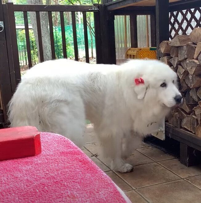 おめかししてもらう前のルンルンちゃん