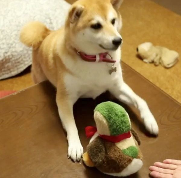 芸を習得する柴犬