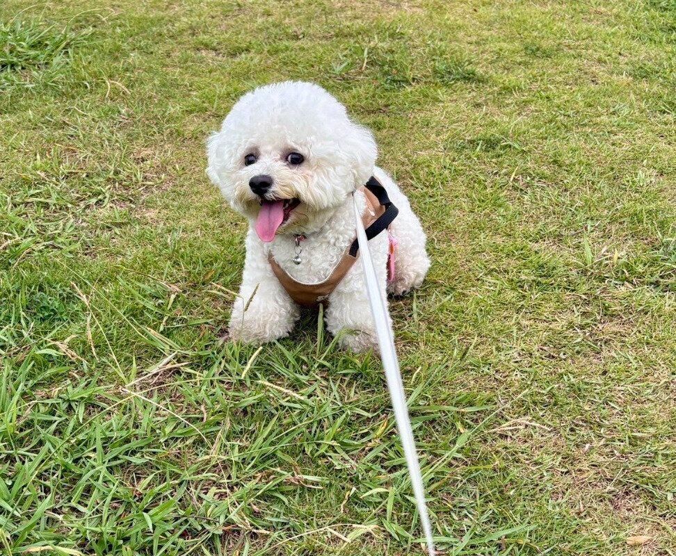 お出かけを楽しむぶんちゃん。