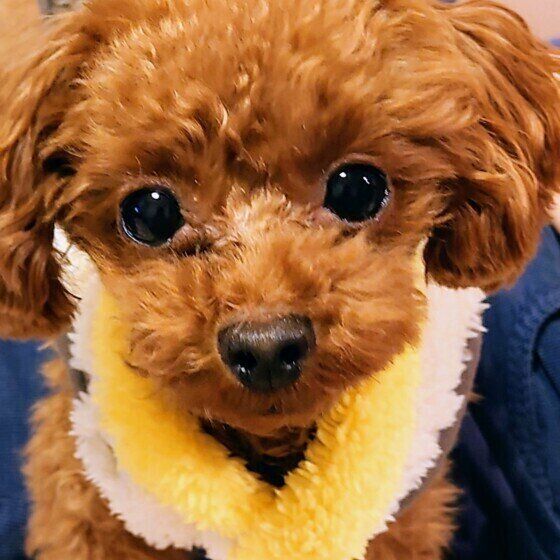 まんまるお目目のトイ・プードル