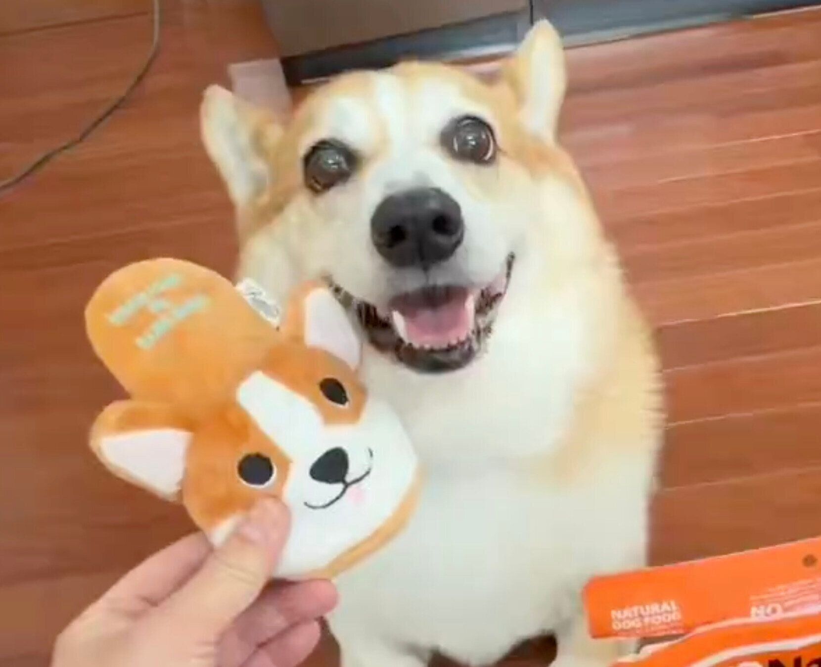 10才になったウィルくん