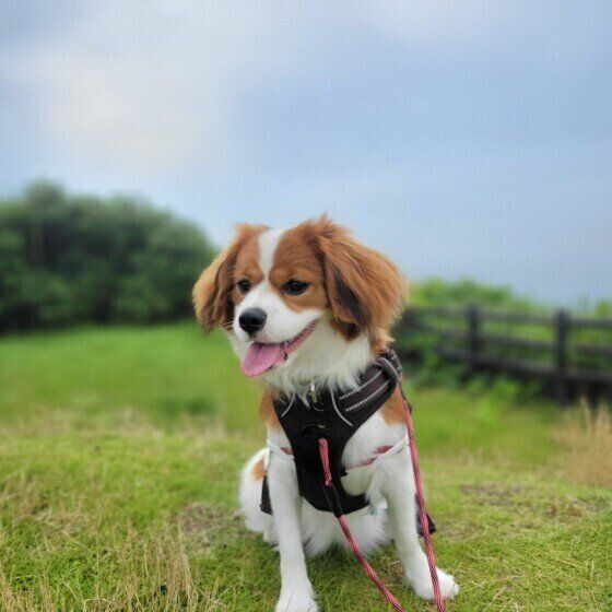 犬の散歩中に出会いやすい野生動物リストとその危険性 いぬのきもち