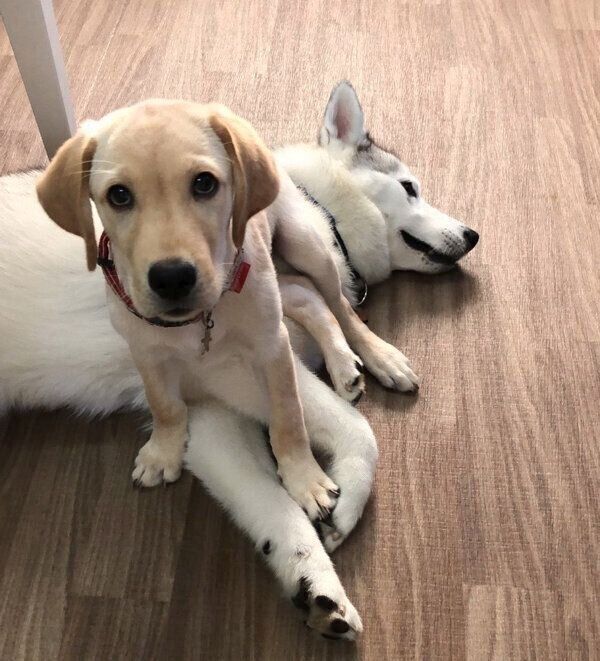 ぷくちゃんの上に乗るゴンくん