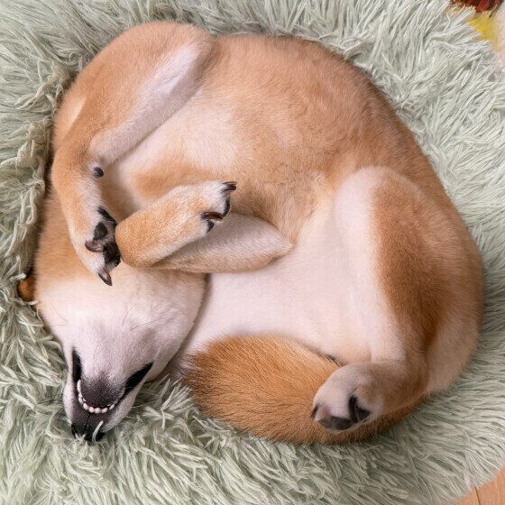 へそ天で丸くなる柴犬