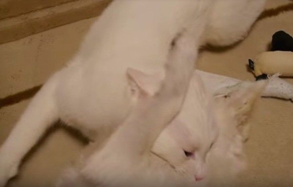 じゃれ合う犬と猫