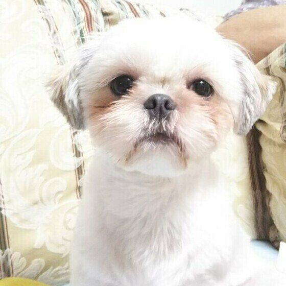 見つめるシー・ズー