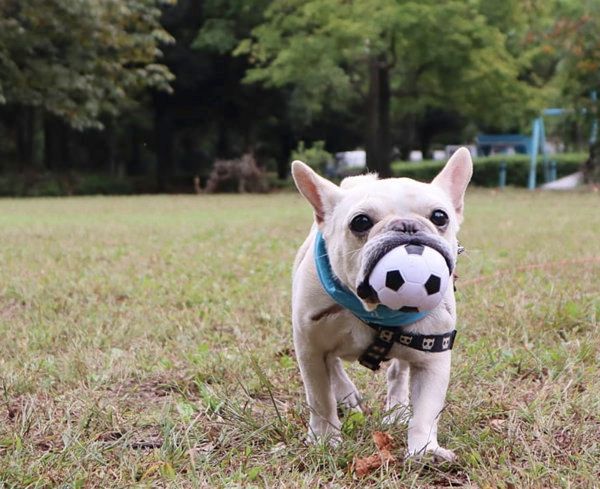 ボールをくわえるフレンチ・ブルドッグ